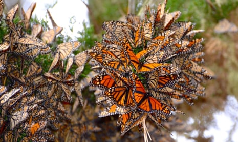 The Fascinating World of Butterflies: And the Need for their Conservation