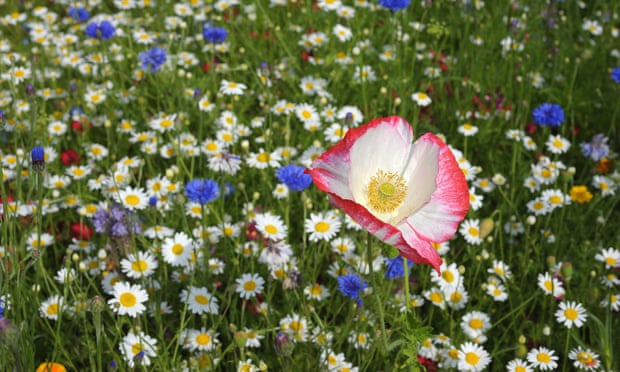 White with pink fringe poppy amongf wild flowers, standing high above the rest.