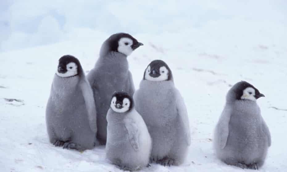 Emperor penguin chicks huddled against snow