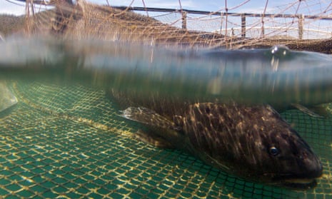 Net gains in aquaculture net technology - Responsible Seafood Advocate