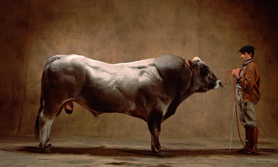 The Piedmontese bull.