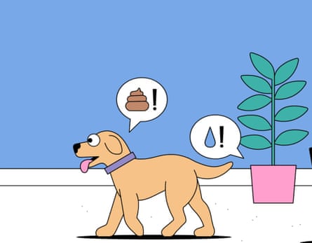 Your dog and pot plant will be part of an IT network. Illustration: Dan Woodger