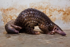 Pangolins are mammals with scales, of the genus <em>Manis</em> in the family <em>Manidae</em>. Their closest relatives are anteaters, armadillos and sloths. These two will end up on a dinner table in Gunagzhou, southern China, one of the areas of the world where their flesh is considered a delicacy.