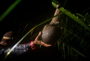 A critically endangered pangolin curls up into a ball as the poacher nears the tree, to resemble a giant pine cone. 