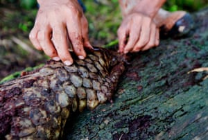 The demand for pangolin meat and scales, which are used in traditional Chinese medicine, particularly in China and Vietnam, is pushing the pangolin to extinction. 