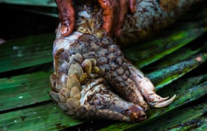 A pangolin releases a foul smell when scared, like a skunk – though it is not enough to ward off a pack of poacher’s dogs.
