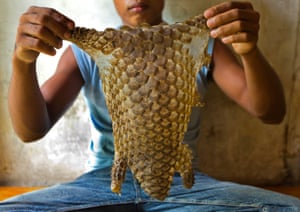A poacher holds up the skin of a pangolin with the scales still attached.