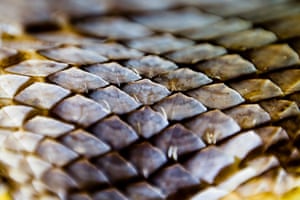 Detail of a pangolin’s skin. Their scales are made of keratin.