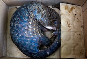 A sunda pangolin ( <em>Manis javanica</em> ). In 2014 the sunda pangolin was listed as critically endangered on the IUNC red list of endangered species.