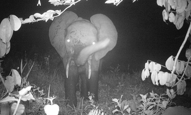 Scientists: we are 'condemning' forest elephants by ignoring evidence 50bbbe8e 2f3c 458d 8d4c af6fcdb495a4