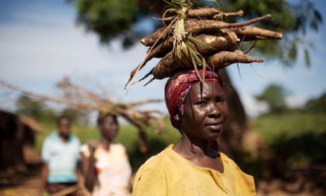Edith Acengo carries cassava balanced on her head, Katine, Uganda
