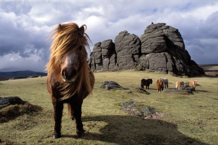 Ponies on Dartmoor, Devon.