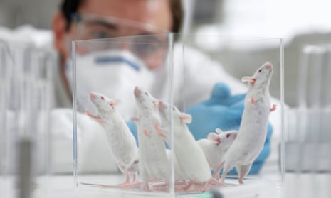 Animal testing restrictions are wasted opportunity, say campaigners | Animal  experimentation | The Guardian