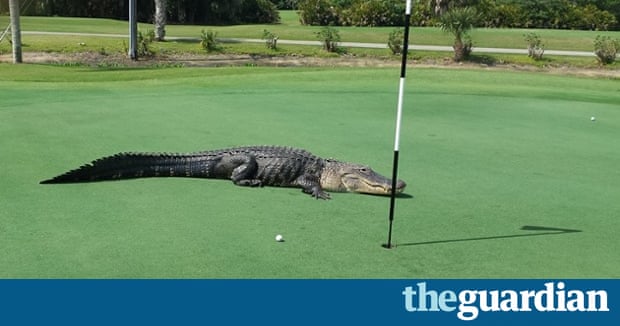 python auto format Alligator par course is the hazard golf Florida at for python auto format Alligator par course is the hazard golf Florida at for