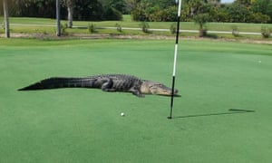Image result for picture of a gator on a golf course