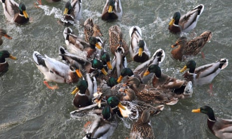 Mallard (Anas platyrhynchos), great number of birds crowding together fighting about pieces of bread thrown into the water