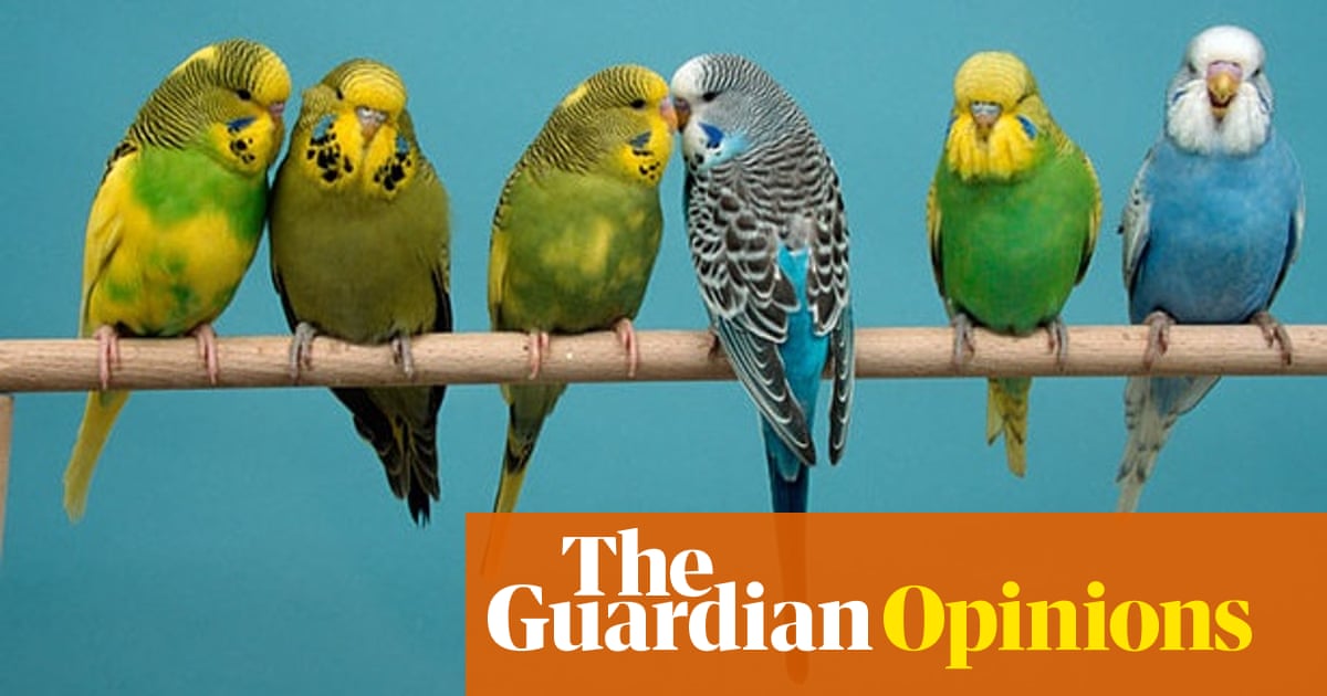 Why do pet parrots mimic people? | @GrrlScientist | Science | The Guardian