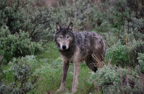 Wolves in eastern Oregon are returning home – and it's started a culture war | Oregon | The Guardian Wolves in eastern Oregon are returning home – and it's started a culture war | Oregon | The Guardian