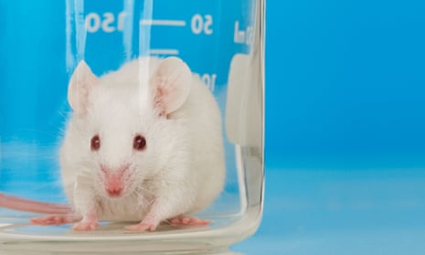 White mouse in lab