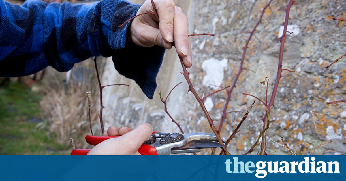 Gardens: pruning tips | Dan Pearson | Life and style | The Guardian Gardens: pruning tips | Dan Pearson | Life and style | The Guardian on Dan Pearson Garden
 id=58570