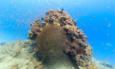 Coral under the Red sea at Sharm el-Sheikh.