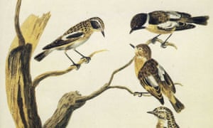 The Natural History of Selborne Penguin Classic cover