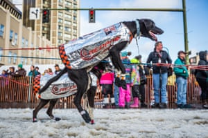 A dog in musher Ken Anderson's team can't watit to get going.