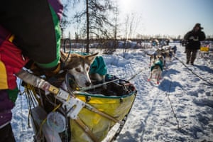 Sushi, a dog in musher Brian Wilmshurst's team, rides in the sled into the Manley Hot Springs checkpoint. Injured dogs are cared for by veterinarians at every checkpoint, and a musher can choose to drop a dog, leaving it with volunteers who will take it back to Anchorage