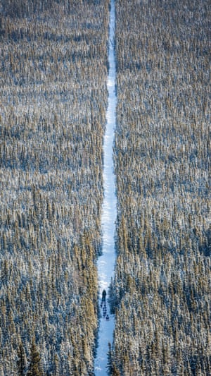 A musher follows a team of dogs through the forest between Nenana and Manley Hot Springs