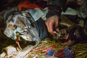 The dogs need protecting from the cold too. Musher Ken Anderson rubs ointment into the paws of one of his dogs at the Ruby checkpoint
