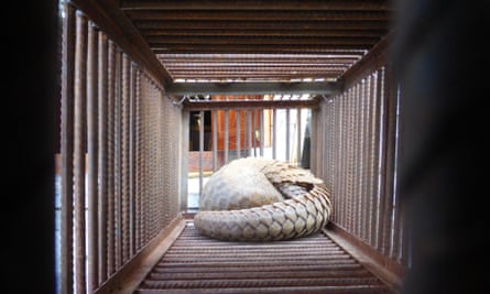 Live pangolin outside a restaurant in the Golden Triangle Special Economic Zone. All four species found in Asia are listed as either Endangered or Critically Endangered by the International Union for Conservation of Nature (IUCN).