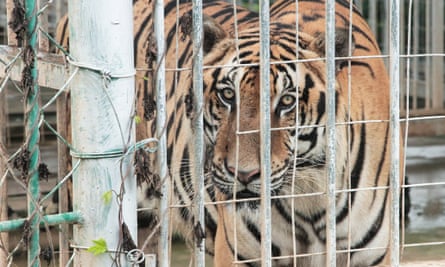 A caged tiger bred for slaughter in the Golden Triangle Special Economic Zone.