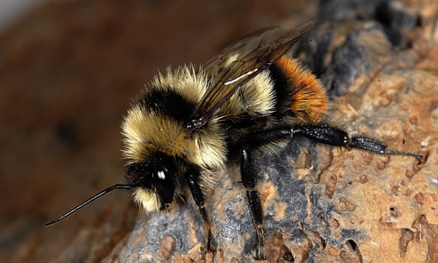 Bombus cullumanus, a bee species listed as critically endangered by the IUCN