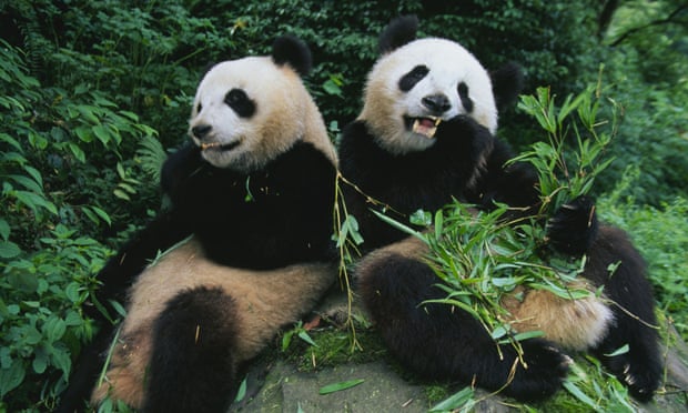 Two giant pandas sit on a rock and eat bamboo in  Wolong Panda Reserve, Sichuan Province.
