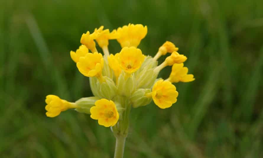 I tried searching the Guardian Picture Desk for 'cowslip' but all I found was this freaky mutant buttercup. 