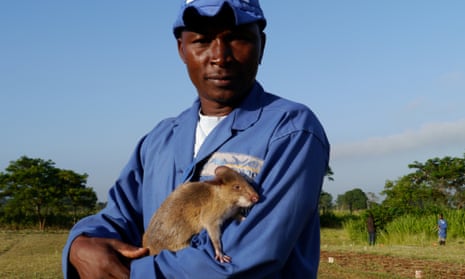 Apopo trainer Miraji Saidi poses with his rat