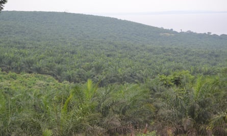 Palm oil plantation in Kalangala district, Uganda.