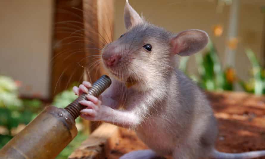 A young rat being rewarded with a syringe of avocado and banana during an early stage of training. 