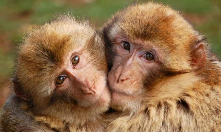 Monkeys hug
