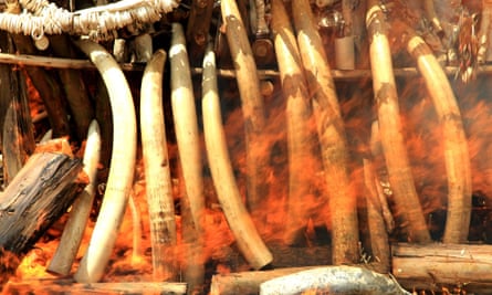 Elephant tusks, ivory trinkets and carvings are burned in Addis Ababa to discourage poaching and the illegal ivory trade.