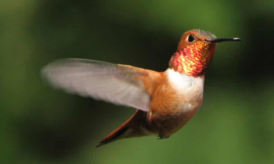 Watch A Baby Hummingbird Grow Up Grrlscientist The Guardian Watch A Baby Hummingbird Grow Up Grrlscientist The Guardian