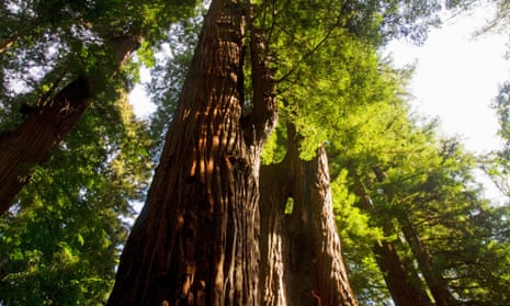 Coast redwood trees in California