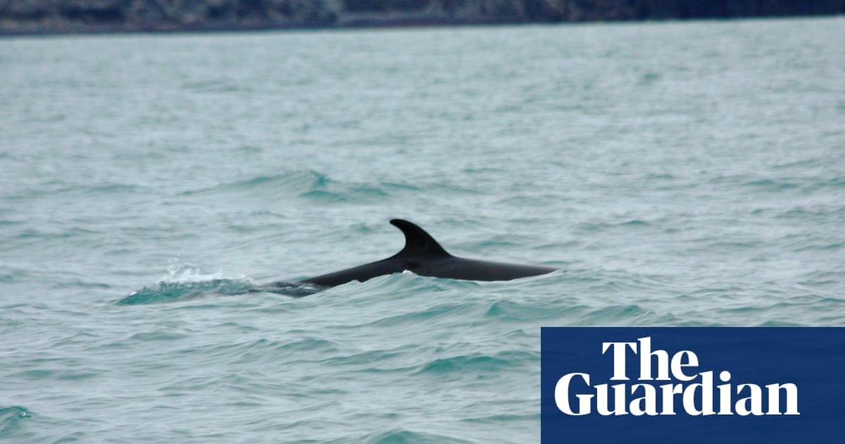 Japan Refuses Norway S Toxic Whale Meat Environment The Guardian