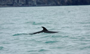 Japan Refuses Norway S Toxic Whale Meat Environment The Guardian