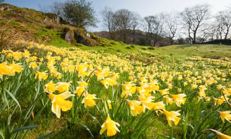 Daffodils growing near Loughrigg Tarn, in Ambleside, Lake District