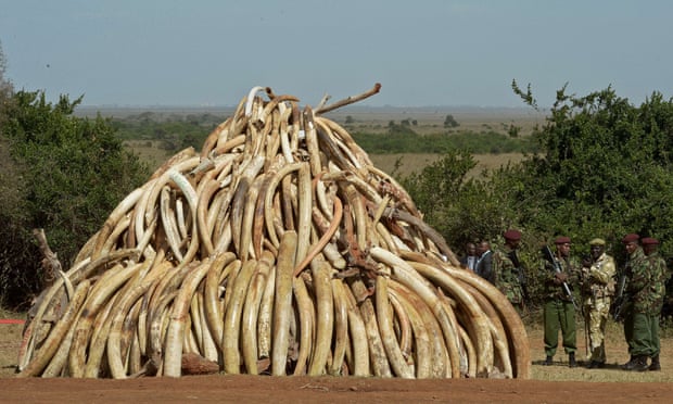 A March 3, 2015 file photo shows Kenya Wildlife Services (KWS) officers standing near a pile of 15 tonnes of elephant ivory seized in kenya at Nairobi National Park. Wildlife experts and officials from around 30 governments will gather on March 23, 2015 in Botswana to confront the threat that wild elephants could be heading for extinction, due in part to Chinese demand for ivory.