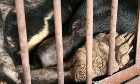 Asiatic black bear in a bile factory in China. Its cracked paws are due to lack of use.