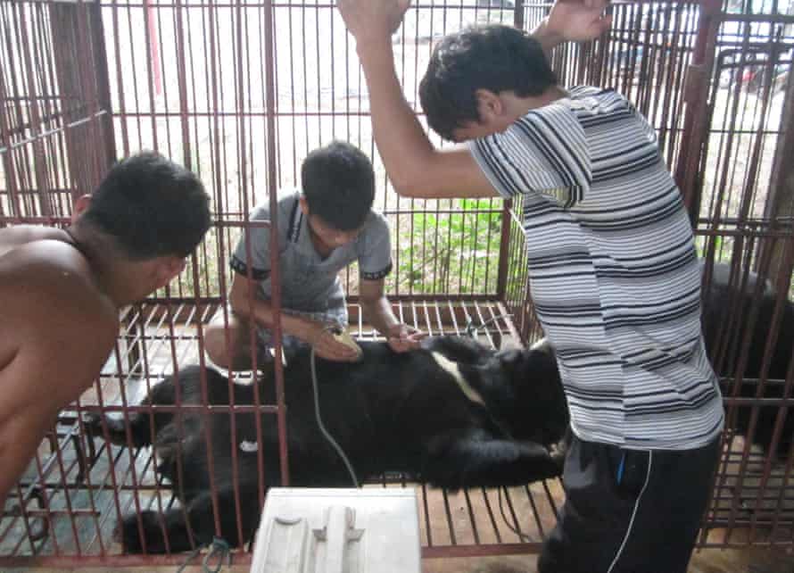 Workers extract bile from a captive bear in Savannahket, Laos. Conditions are often unsanitary. 