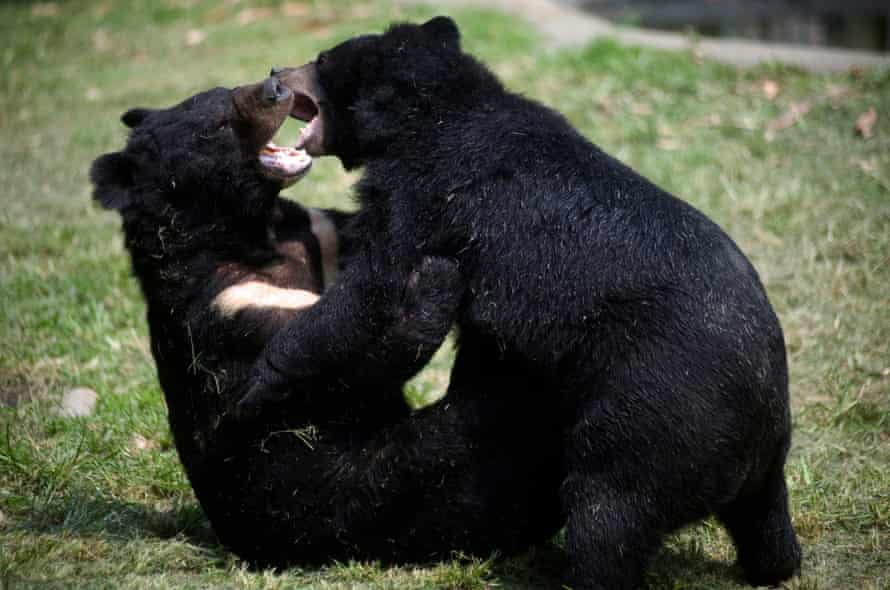Two moon bears play at Asia Black Bear Rescue Center in Longqiao Township of rural Chengdu city in 2011. The center was founded by Animals Asia on December 2002 that aimed at ending bear farming and the trade in bear bile.