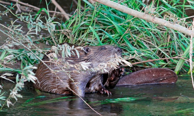 A beaver on the River Otter in Devon, England